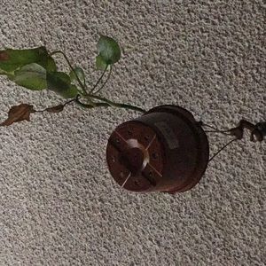 Meet your Posher, Lorena